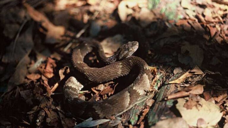 Jararaca de ilha do litoral de SP supera isolamento e até tiros de canhão