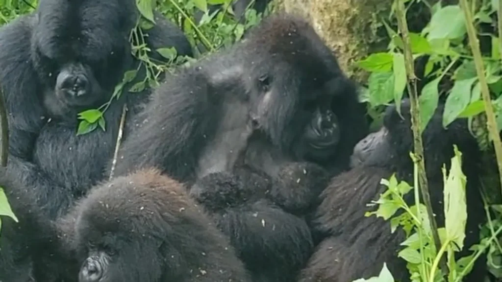 Gêmeos gorilas nascem em Parque Nacional de Virunga