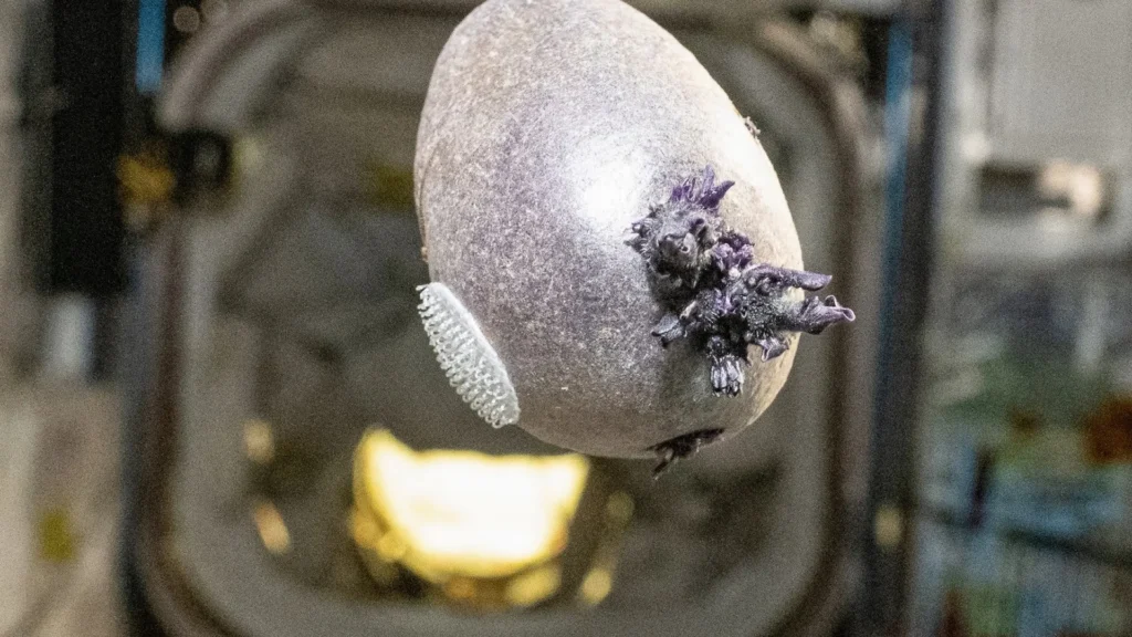 Astronauta mostra “batata alienígena” no espaço e viraliza