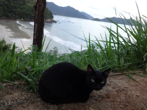 Descentralização de serviços veterinários em Ubatuba