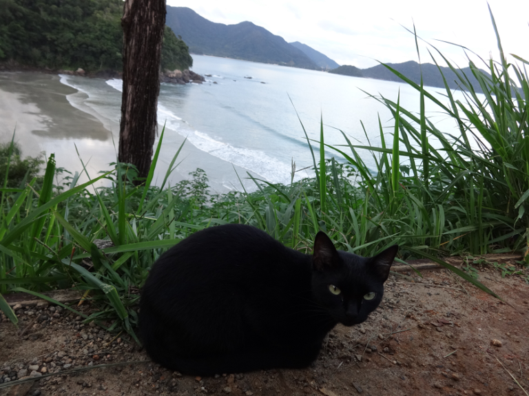 Descentralização de serviços veterinários em Ubatuba