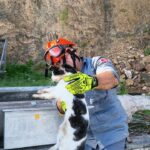 Gato é resgatado de poste em Ilhabela após longa operação