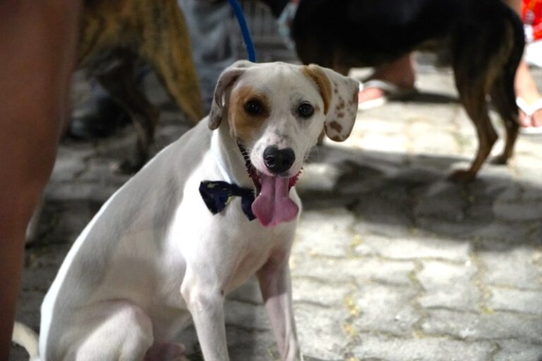 Ilhabela busca lar para cães e gatos abandonados