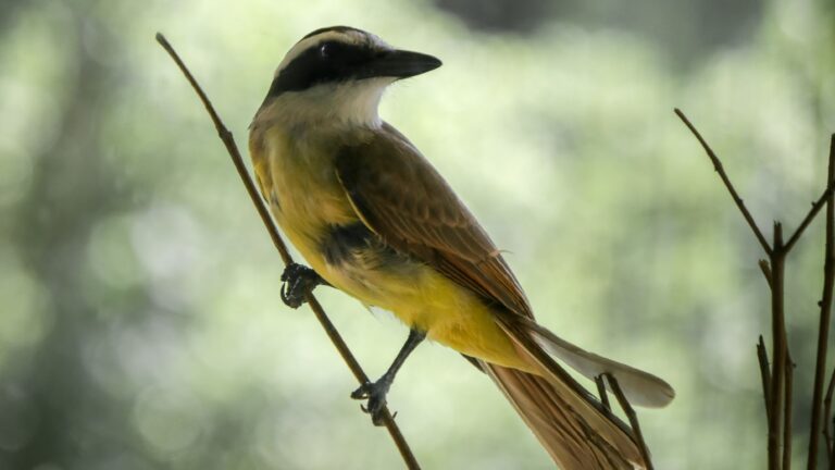 Bem-te-vi além do canto: o lado voraz da ave que domina as cidades