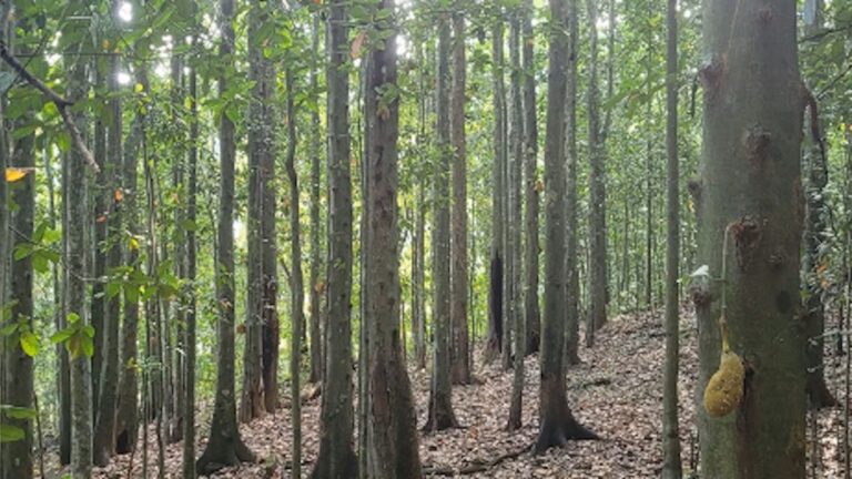O lado amargo da jaqueira: árvore invasora empobrece chão da Mata Atlântica e afeta sapos