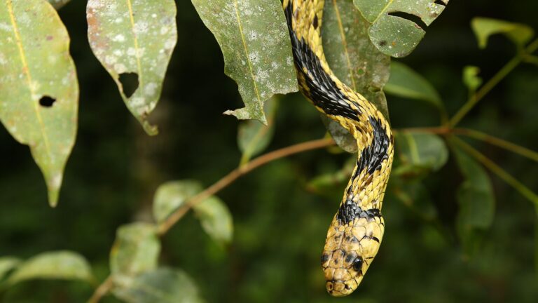 Biólogo Henrique desmente lendas da caninana: a cobra ‘voa’ e ‘dá chicote’?