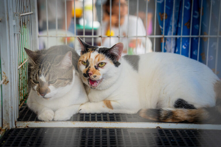 Feira de adoção de cães e gatos em Caraguatatuba