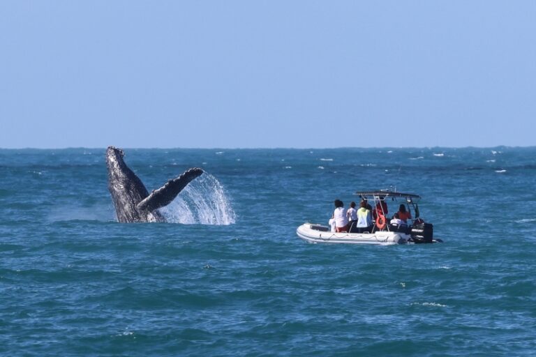 Ilhabela é destaque no Prêmio Sebrae com projeto ecologista