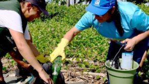 Mutirões de Limpeza na Praia do Porto Novo em Caraguatatuba