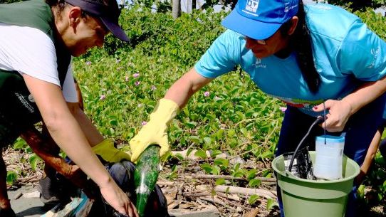 Mutirões de Limpeza na Praia do Porto Novo em Caraguatatuba