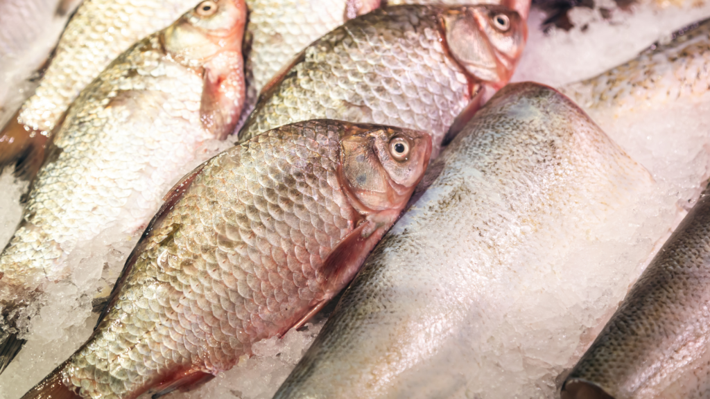 Vírus da tilápia: o que é o Tilapia Lake Virus e por que preocupa