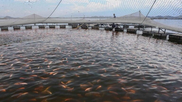 Tilápia letal: doença avança em SP e destrói estoques