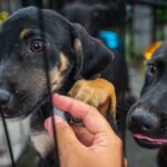 Centro de Controle de Zoonoses abre vagas para castração de cães e gatos