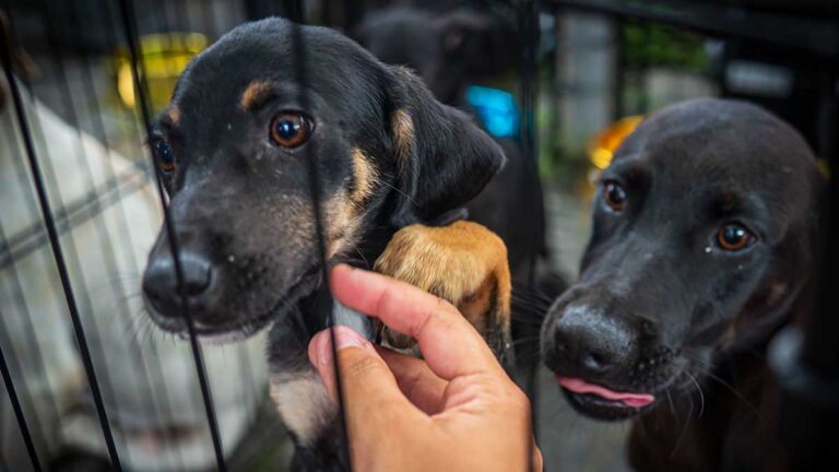 Centro de Controle de Zoonoses abre vagas para castração de cães e gatos