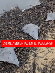 Raias aparecem mortas perto da saída do Ribeirão da Água Branca e suspeitas recaem sobre obra de dragagem em Ilhabela
