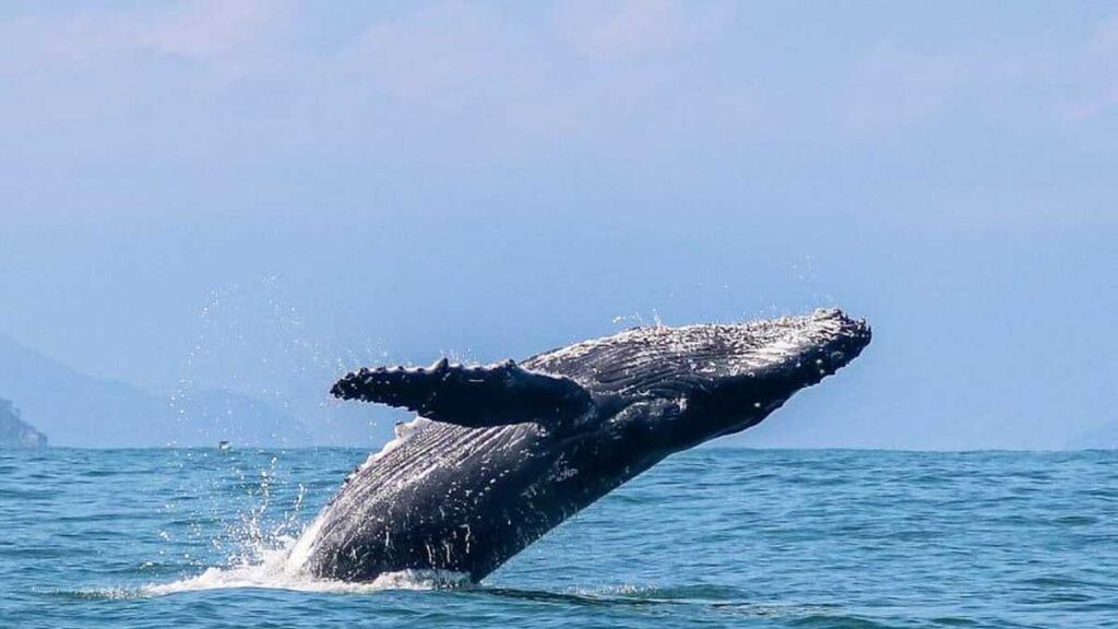Ilhabela se prepara para temporada de baleias com ações integradas