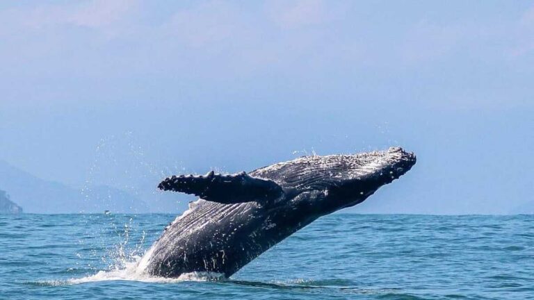 Ilhabela se prepara para temporada de baleias com ações integradas