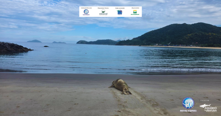 Elefante-marinho retorna ao mar após período de descanso monitorado