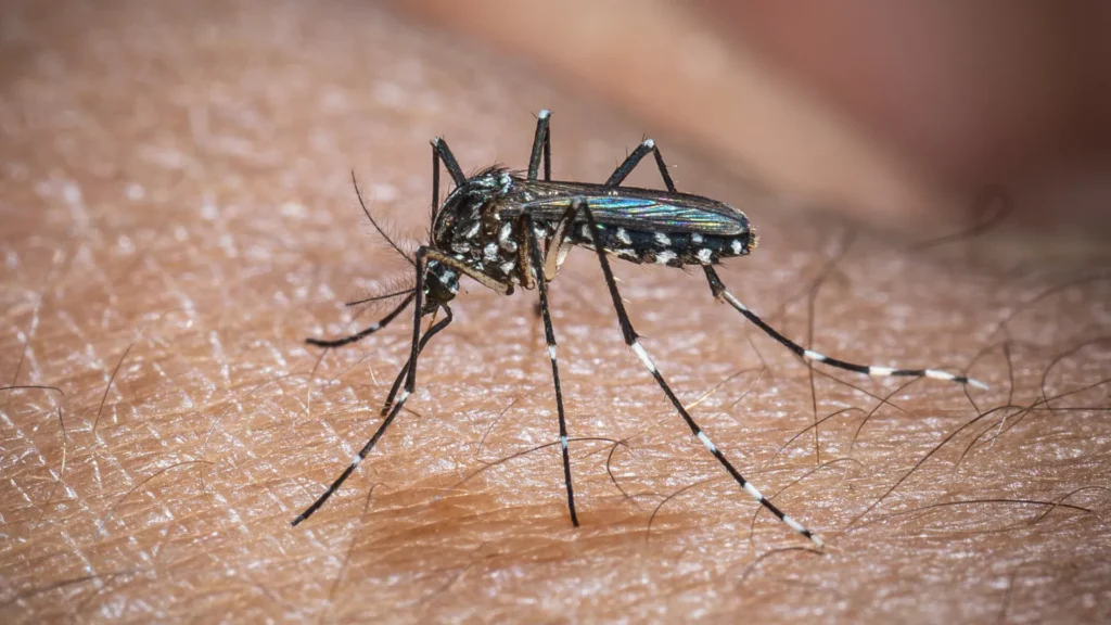 Chikungunya: ministro classifica como crítica situação em Dourados