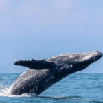 Ilhabela se prepara para temporada de baleias 2026 após