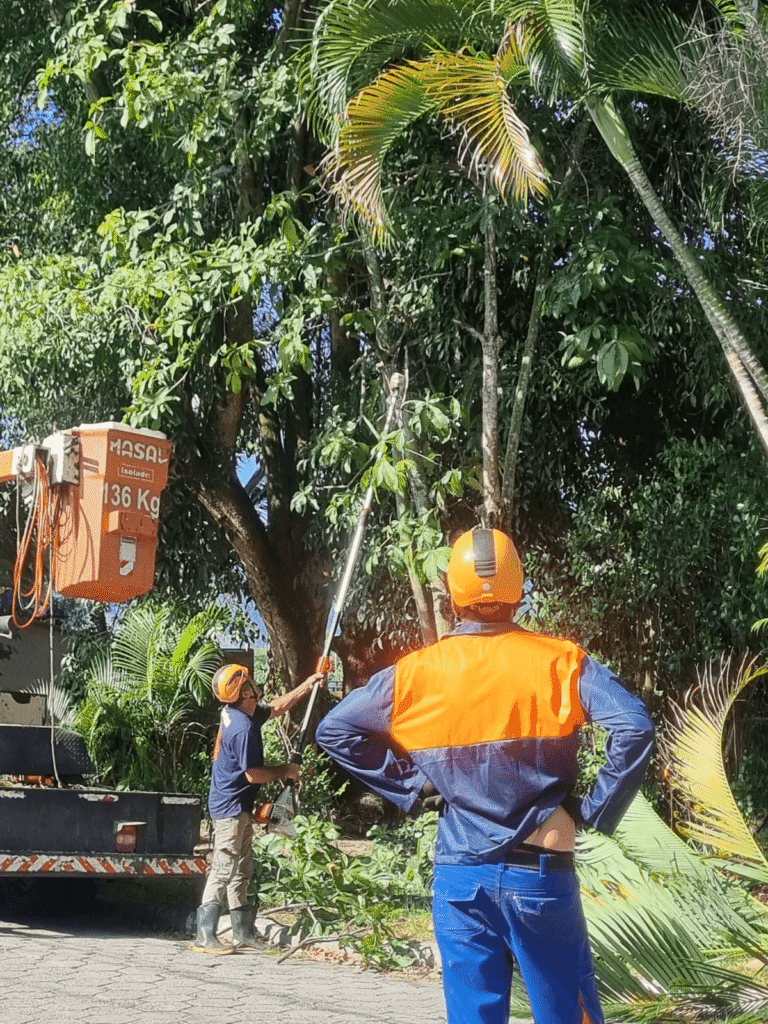 Cássia acompanha poda de árvores no Porto Novo