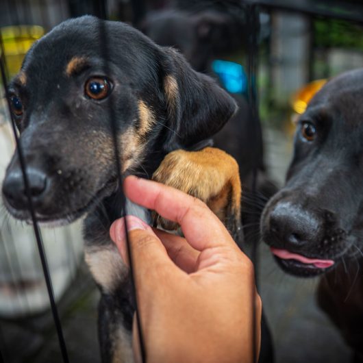 Caraguatatuba abre vagas para agendar castração de animais