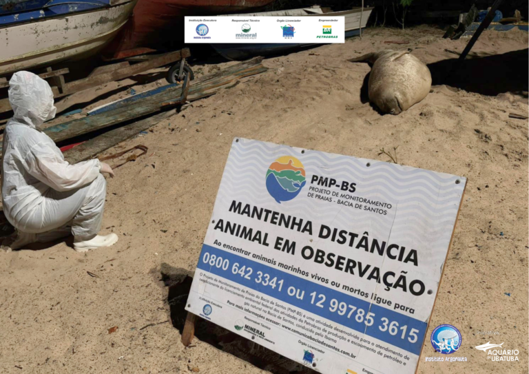 Elefante-marinho é encontrado na praia de Boiçucanga em São Sebastião