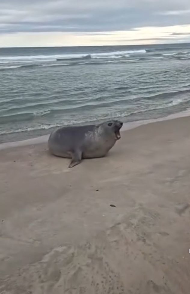 Elefante-marinho causa celeuma na Praia de Juquehy