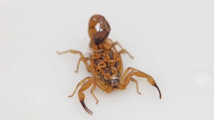 Escorpião mata em SÃO SEBASTIÃO/SP: o que está por trás dos ataques