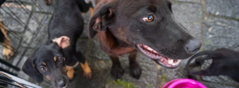 Vem ajudar: Caraguatatuba recebe mais de 200 animais em busca de lar