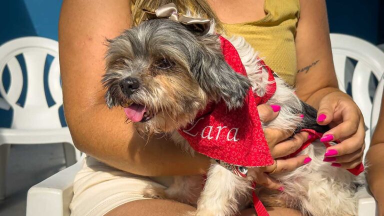 Cachorrinha é resgatada de vala em Caraguatatuba após mobilização da comunidade