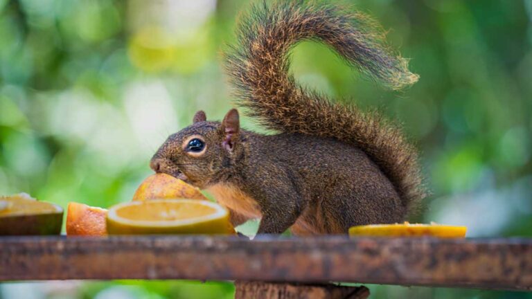 Parque Municipal comemora três anos de proteção ambiental