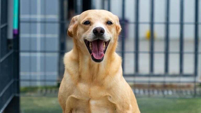 Bertioga se une para proteger os mais fracos: cidadãos querem rede de proteção animal