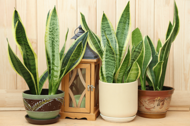 Espada-de-são-jorge: 5 motivos para cultivar essa planta mágica