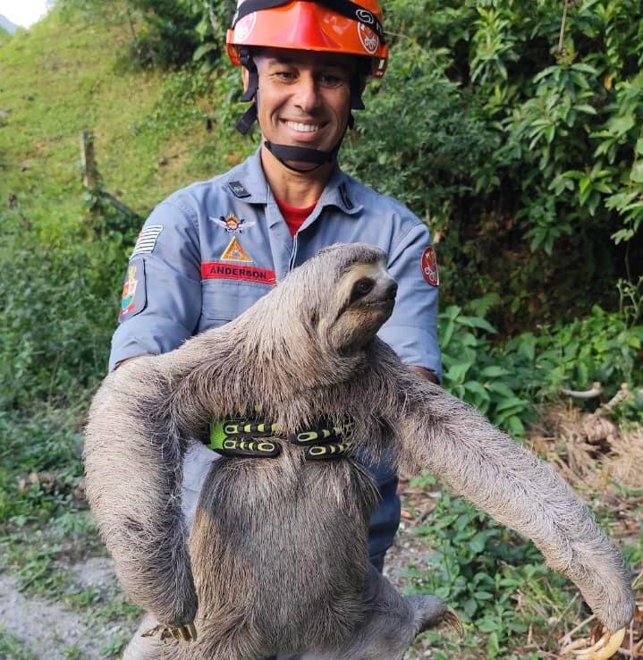 Bicho-preguiça invade cidade e Corpo de Bombeiros libera em seu habitat natural