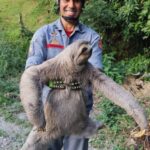 Bicho-preguiça resgatado em Caraguatatuba