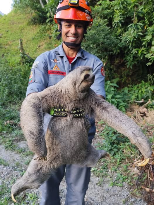 Bicho-preguiça resgatado em Caraguatatuba