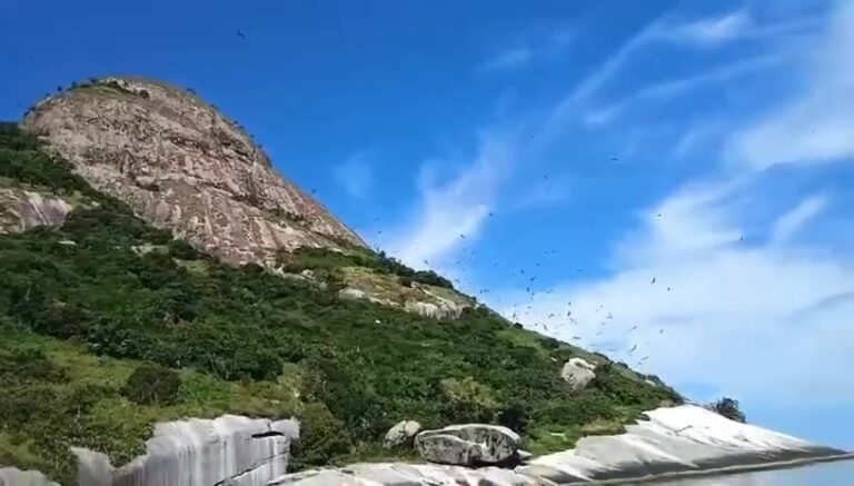 Alcatrazes celebra década de preservação, mas que futuro?