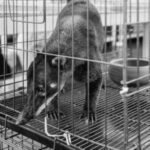 Bombeiros resgatam tamanduá em rodovia no Litoral Norte