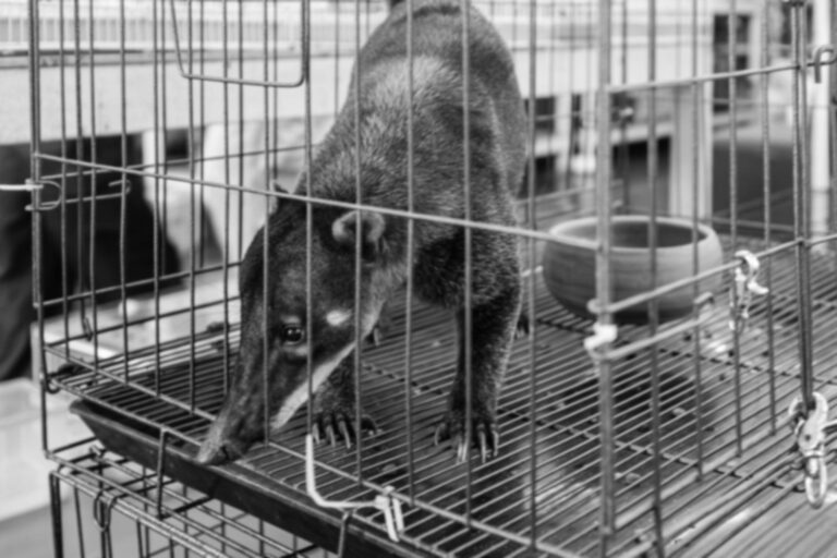 Bombeiros resgatam tamanduá em rodovia no Litoral Norte