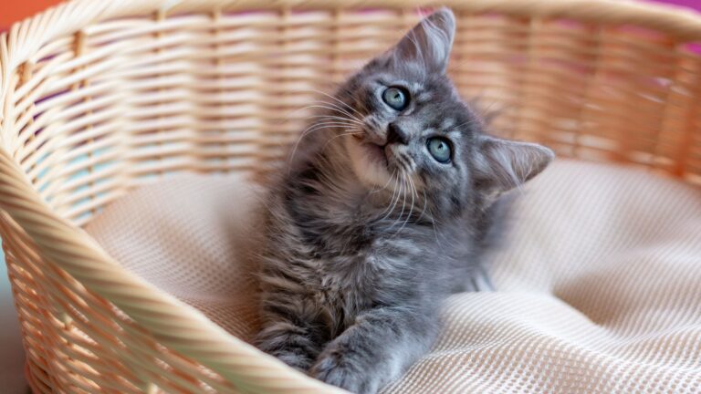 Bertioga tem 166 pets para adoção