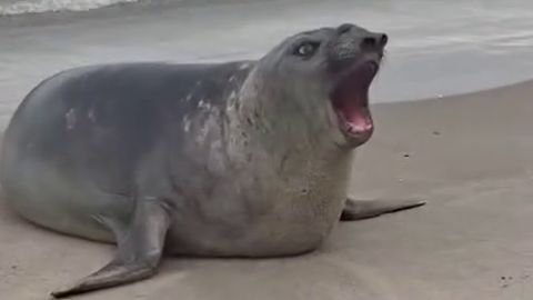 Elefante-marinho escolhe São Sebastião para repouso na costa norte