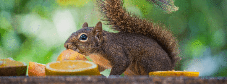 Parque do Juqueriquerê comemora aniversário com explosão de ação