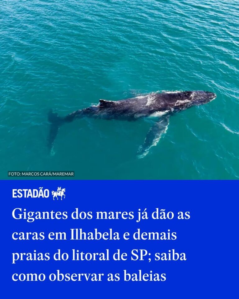 Baleias-jubarte chegam a Ilhabela neste outono