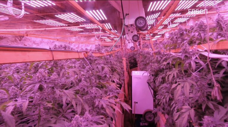 Polícia revela fazenda secreta de maconha em mina búlgara