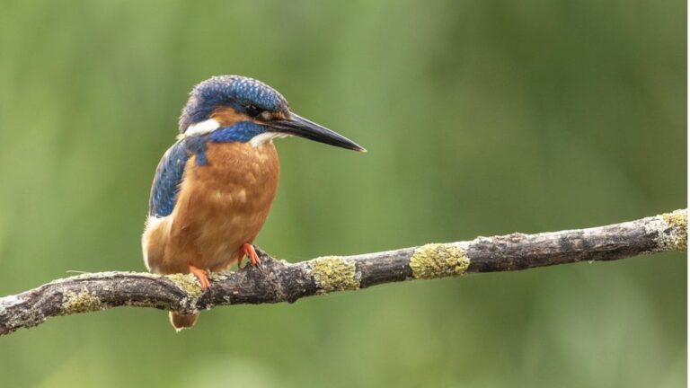 Bertioga lança excursão de observação de aves
