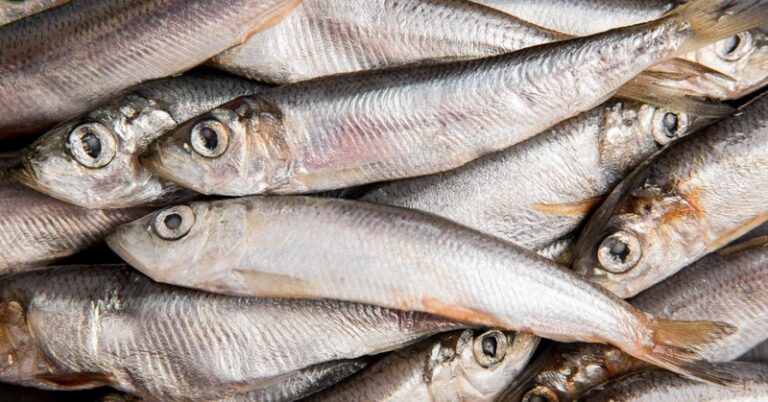 Anvisa ordena recolhimento de sardinha contaminada