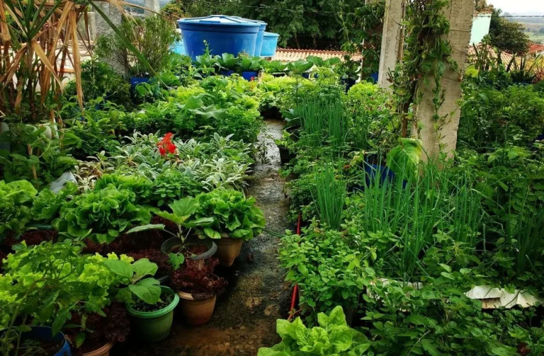 Centro cultural distribui kits de hortas em comunidades do Litoral Norte