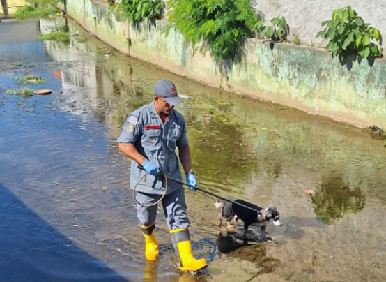 Cachorro idoso é resgatado em canal de escoamento