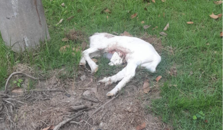 Dois homens são indiciados por maus-tratos a animais